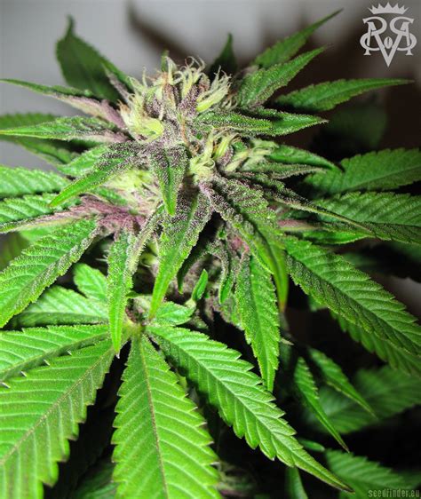 Galerie des Variétés: Green Crack (SickMeds Seeds) PIC #23081226629073920 by SickMeds