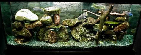 The Ultimate Guide: Cichlid Rocks - Cichlid Guide