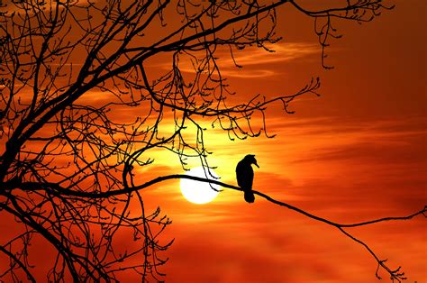 Bird Tree Sunset Silhouette Free Stock Photo - Public Domain Pictures