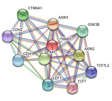 beta-Catenin Protein Overview | Sino Biological