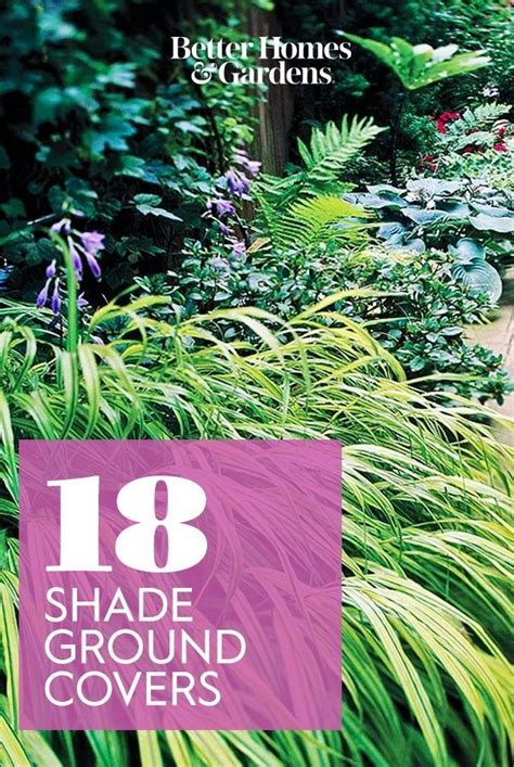 Ground cover plants for shade perennials that keep weeds down – Artofit