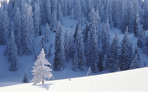 Windows 2000 – Snow Trees – HD Wallpapers