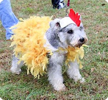 Don't forget your pooch!! Here's a great costume you can make yourself from DIY Newlyweds. | Diy ...