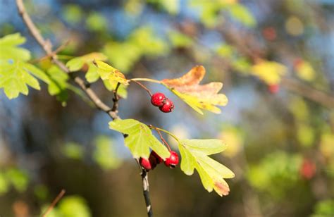 What’s Wrong With My Mayhaw Tree – Mayhaw Issues And What To Do