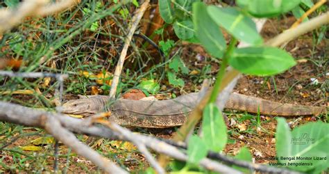 Bengal Monitor Lizard : Varanus bengalensis | Photo Span