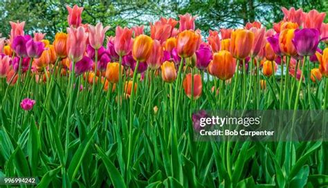 Long Stem Tulips Photos and Premium High Res Pictures - Getty Images