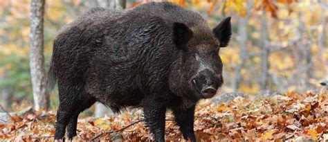 Hunting Wild Boar Tips | Land.com