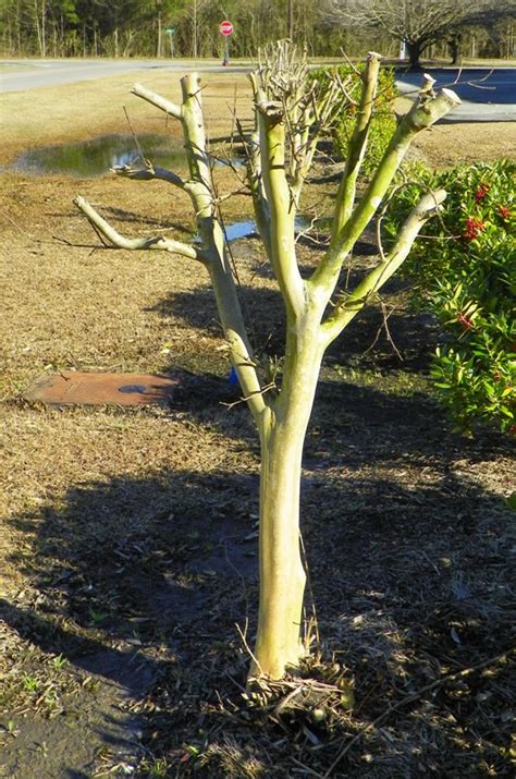 How Do I Prune Crape Myrtle? | North Carolina Cooperative Extension