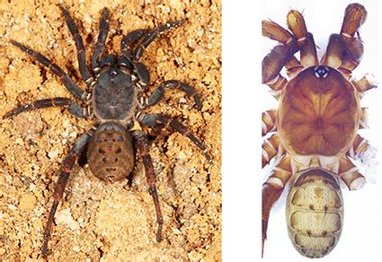 Four new species of the primitively segmented spider genus Songthela ...