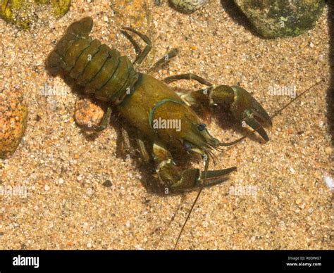 European Noble Crayfish (Astacus astacus) in its Natural Habitat Stock Photo - Alamy