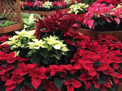 Caring for the classic Christmas poinsettia - CHVNRadio: Southern Manitoba's hub for local and ...