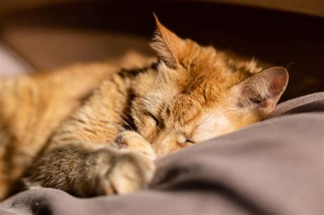 Hepatitis in Cats: Causes, Symptoms & Treatment | Providence Vet Blog