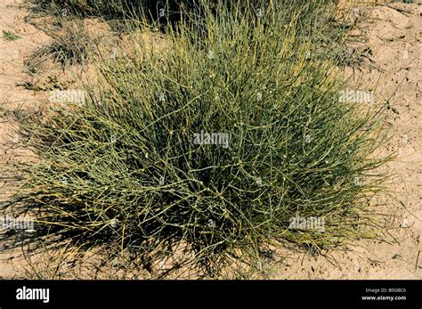 Ephedra sinensis known as Ma Huang in Chinese medicine It contains ephedrine and pseudoephedrine ...