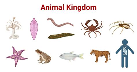 20 Interesting Facts About Animalia Kingdom - Facts.net