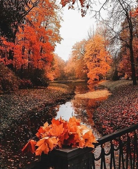 Forest In The Fall, autumn, cold, halloween, nature, october, river, scenery, HD phone wallpaper ...