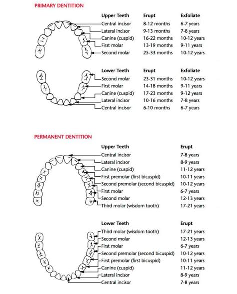 Baby Teeth Eruption Chart Uk - Get More Anythink's