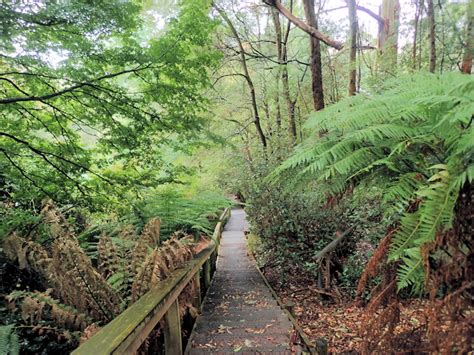 Dandenong Ranges Tourist Track - Hiking Trail Guide