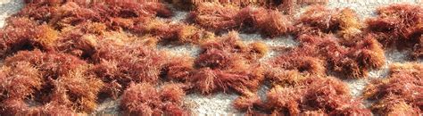 Differences between Gelidium and Gracilaria alga agars - Agarmex