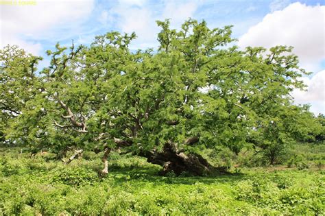 India's First Biodiversity Heritage Site - Nallur Tamarind Tree Sacred Grove