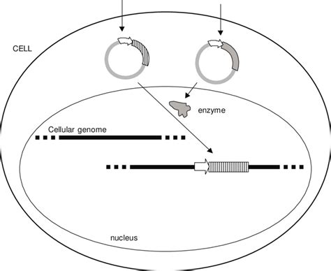 Diagram of a procedure to integrate transgenes in cells using gene ...