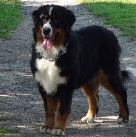 Bernese Mountain Dog Breeders in the USA with Puppies for Sale | PuppyHero