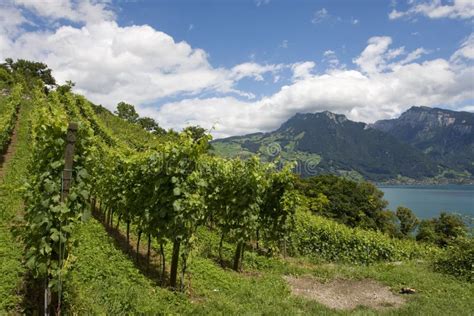 Spiez Vineyards, Switzerland Stock Image - Image of orchard, hillside ...