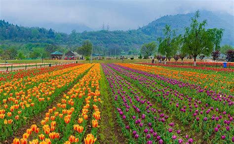 A Look Inside the Asia’s Largest Tulip Garden, Srinagar | J & K Tourism