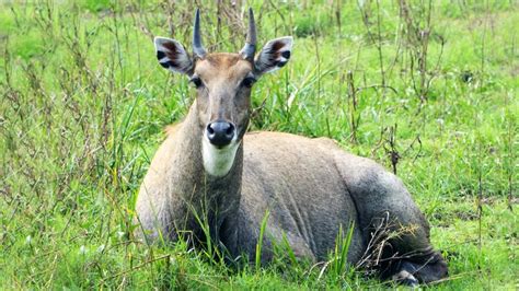 TIL Nilgai, the largest antelope in Asia, were introduced to Texas and now have a problem ...