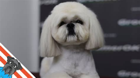 Beautiful lhasa apso haircut short - Grooming lhaso apso - YouTube