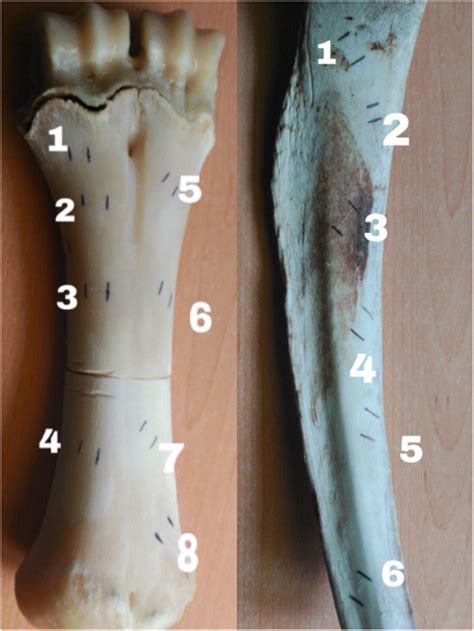 Examples on metapodial and rib of numbered cut marks delimited with... | Download Scientific Diagram