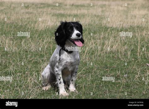 Liver white springer spaniel puppies hi-res stock photography and ...