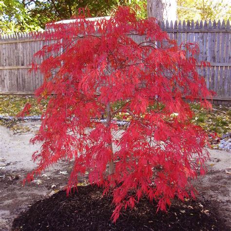 Rare "Red Dragon" Japanese Maple Tree Seeds. Acer palmatum. 25 Seeds ...