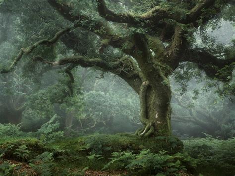 Moss Drapes From Trees in Daunting Photographs by Neil Burnell