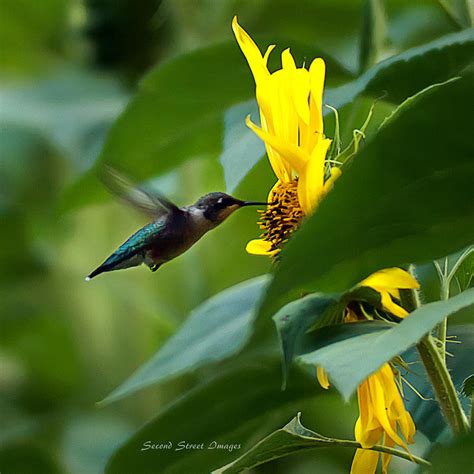 Hummingbird At Sunflower Photograph by Jack Johnson