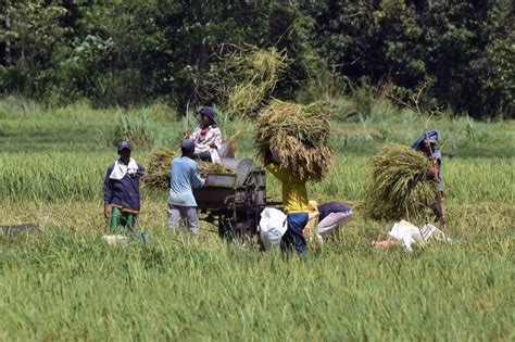 Palay output likely grew in Q3 | Philstar.com