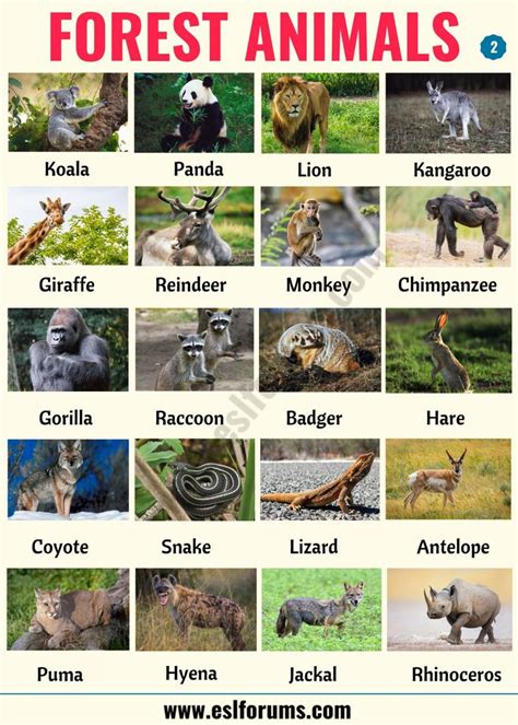 Forest Animals: List of Animals That Live in the Forest with ESL ...