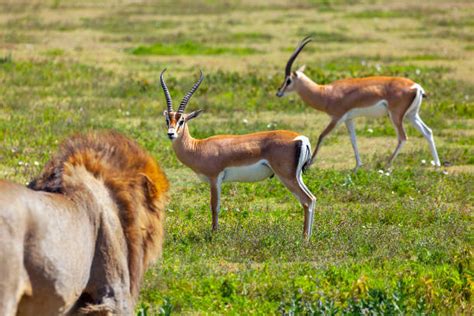 Lion Hunting Gazelle Stock Photos, Pictures & Royalty-Free Images - iStock