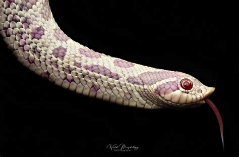 Purple Snakes - Page 2 - All Reptiles - MorphMarket Reptile Community