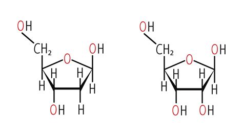 What Is The Main Difference Between Dna And Rna Dna C - vrogue.co