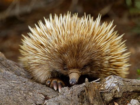 Echidna from South Australia wallpapers and images - wallpapers, pictures, photos