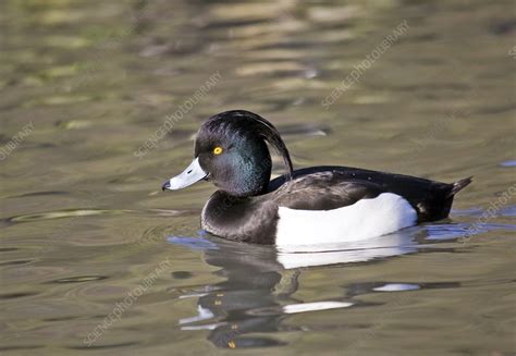 Male tufted duck - Stock Image - Z828/0330 - Science Photo Library