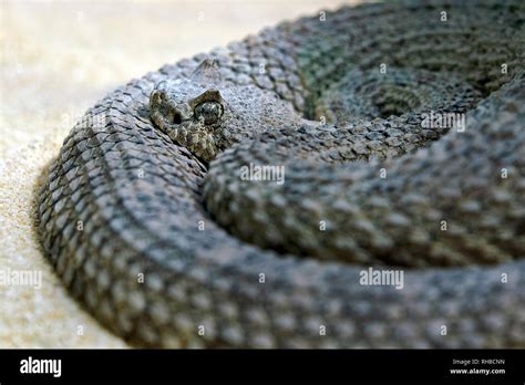 Sidewinder rattlesnake / Horned rattlesnake - Crotalus cerastes Stock ...