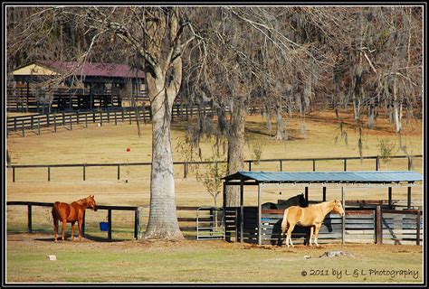 Ocala, Central Florida & Beyond: One of Ocala's many horse farms