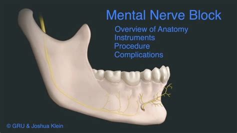 Mental Nerve Anatomy