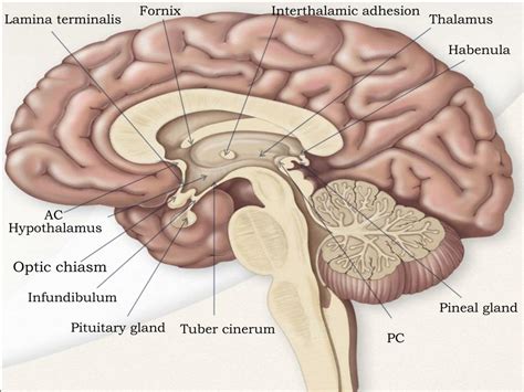 PPT - BRAIN DAYS PART III PowerPoint Presentation, free download - ID:2129950