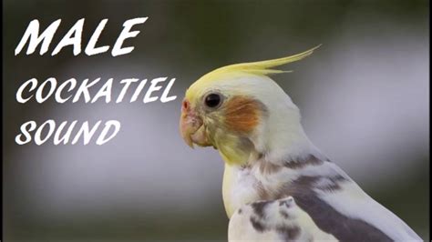 Male Cockatiel Sound - YouTube
