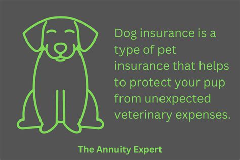 Dog Insurance: What You Need To Know (2023)