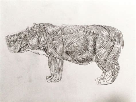 ArtStation - Animal Anatomy Drawing