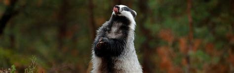 About UK Badgers and their fascinating lives | Badger Trust