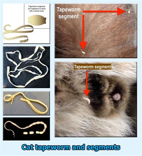 How To Tell The Difference Between Feline Roundworms And Tapeworms | Free Hot Nude Porn Pic Gallery